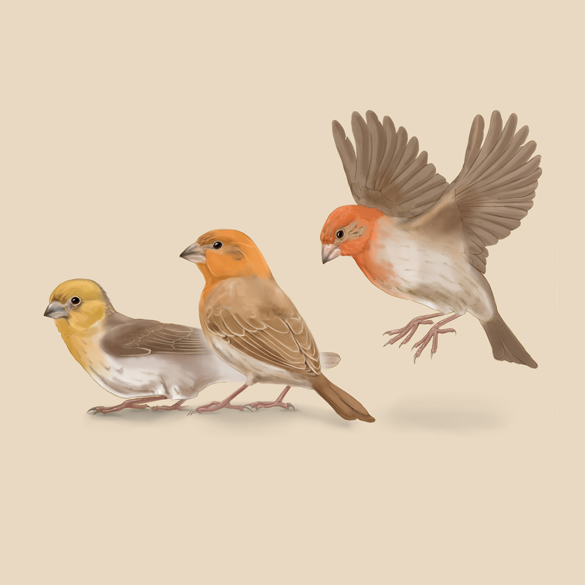 House Finch Color Spectrum – Quinn Burrell Art